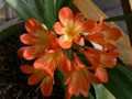 Clivia